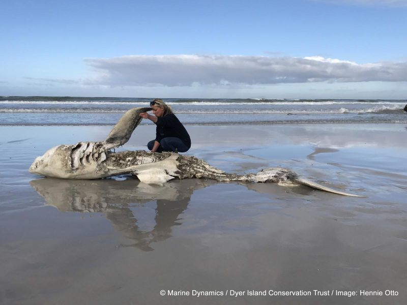 Imagen: Hennie Otto/Marine Dynamics/Dyer Island Conservation Trust.